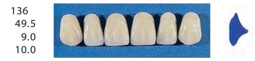 136-A1U ANTERIOR SENATOR TEETH | Oraltec